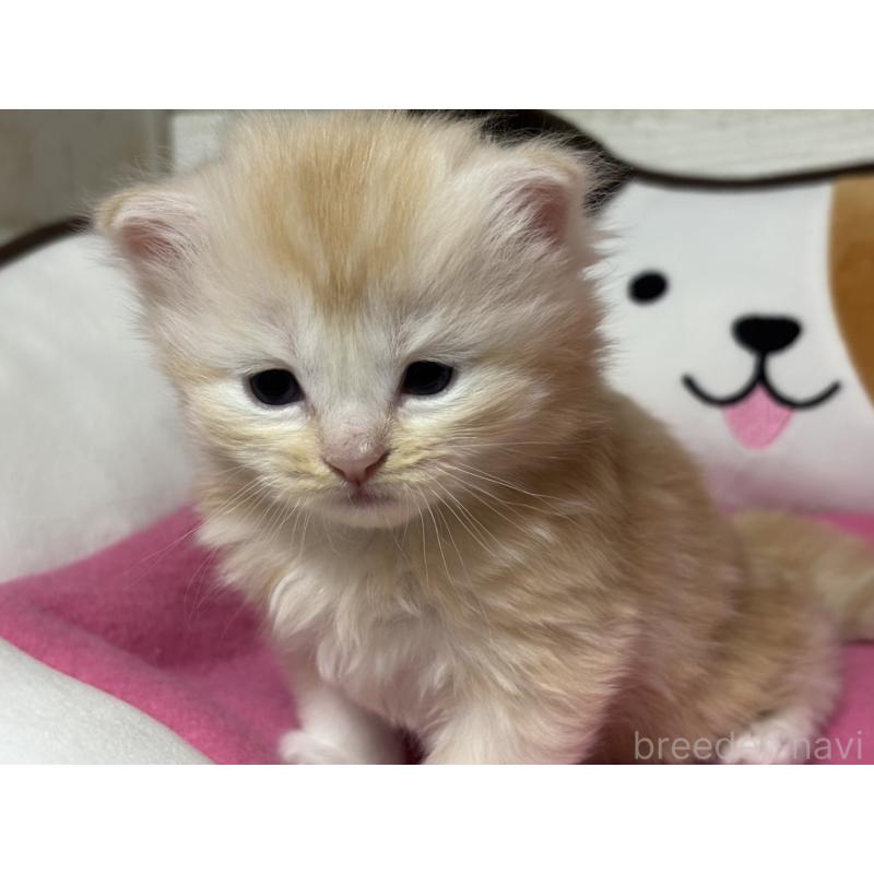 販売中の愛知県のミヌエット-131876の5枚目