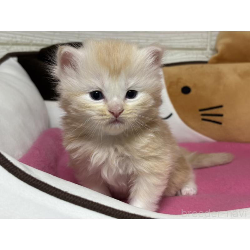 販売中の愛知県のミヌエット-131876の4枚目