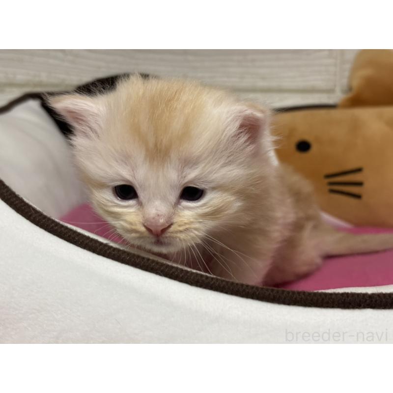 販売中の愛知県のミヌエット-131876の2枚目