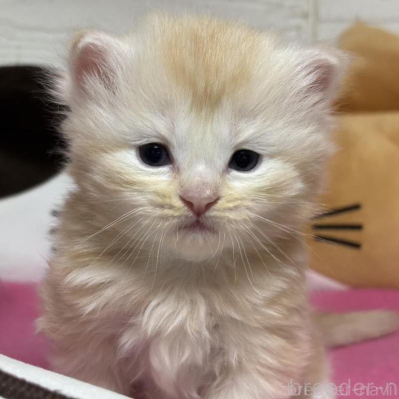 販売中の愛知県のミヌエット-131876