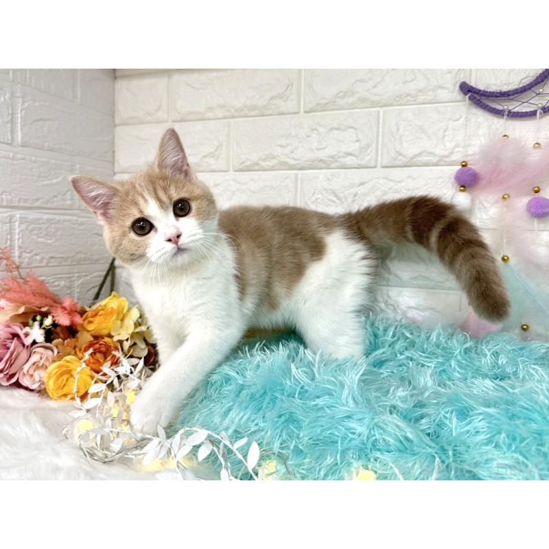 販売中の埼玉県のミヌエット-127814