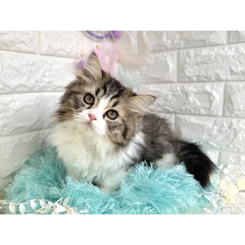 販売中の埼玉県のミヌエット-127328