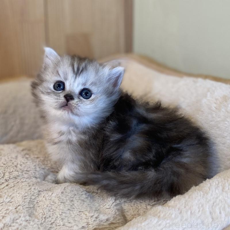 販売中の長野県のミヌエット(短足)-131877の1枚目