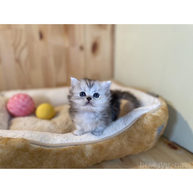 販売中の長野県のミヌエット(短足)-131877の7枚目