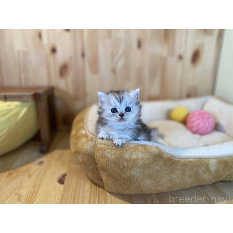 販売中の長野県のミヌエット(短足)-131877の6枚目