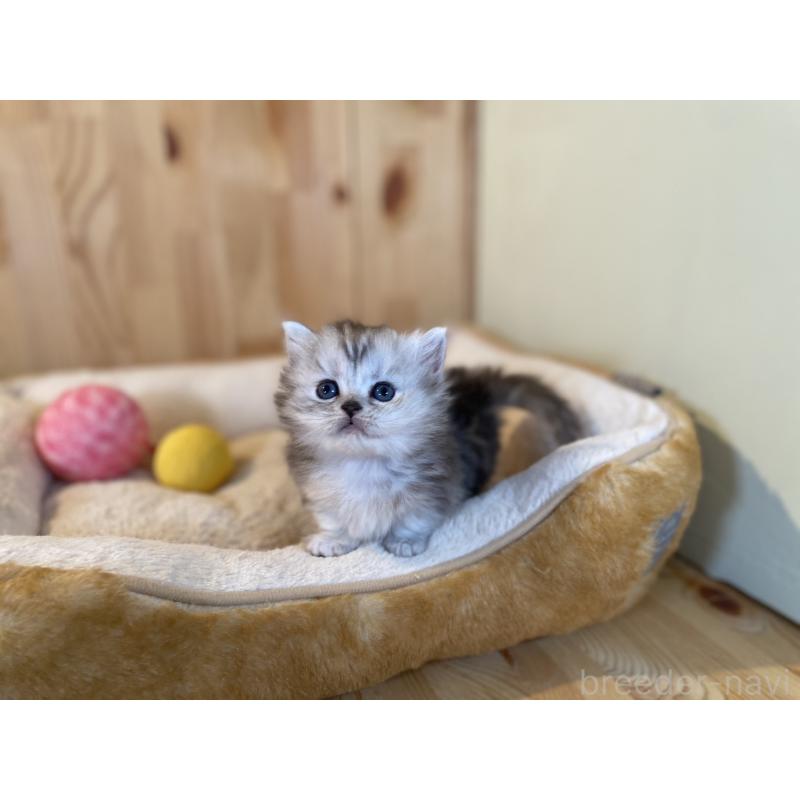 販売中の長野県のミヌエット(短足)-131877の5枚目