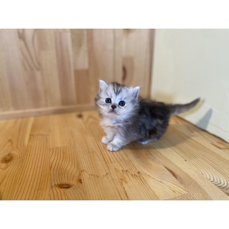 販売中の長野県のミヌエット(短足)-131877の4枚目