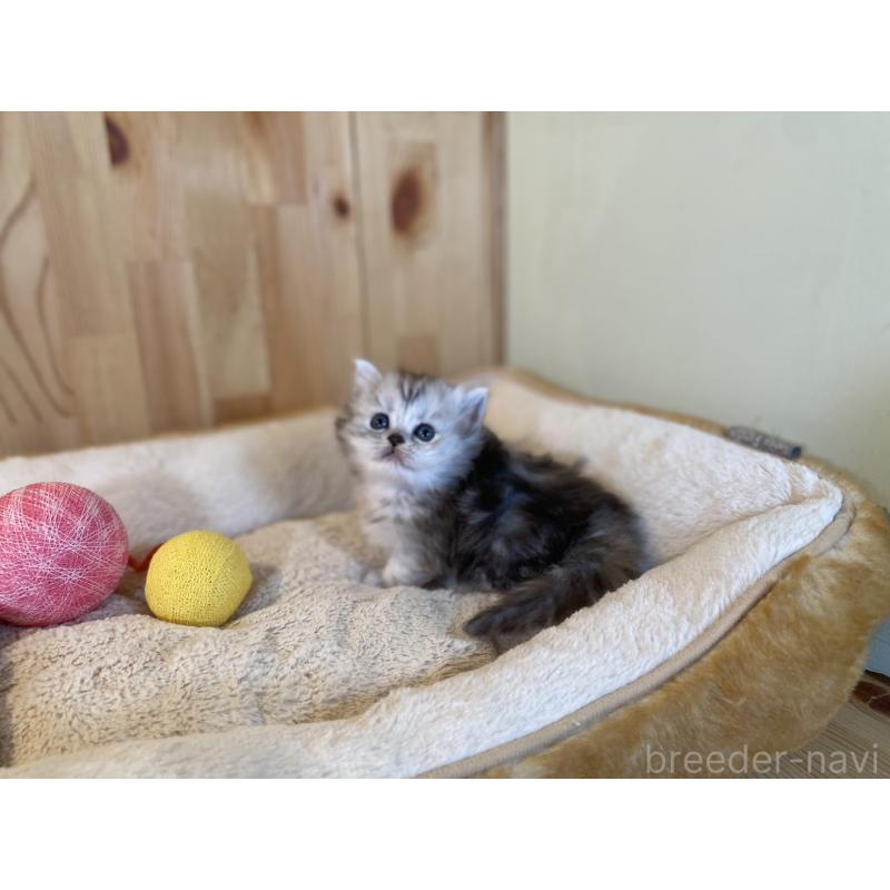 販売中の長野県のミヌエット(短足)-131877の3枚目