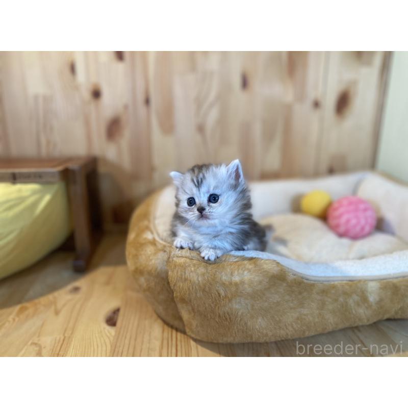 販売中の長野県のミヌエット(短足)-131877の2枚目