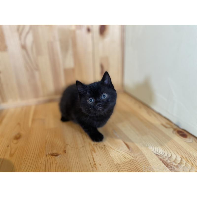 販売中の長野県のマンチカン-131878の6枚目