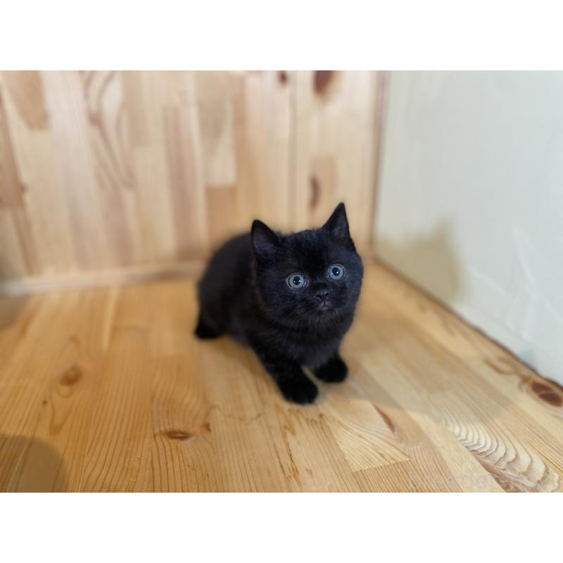 販売中の長野県のマンチカン-131878の5枚目