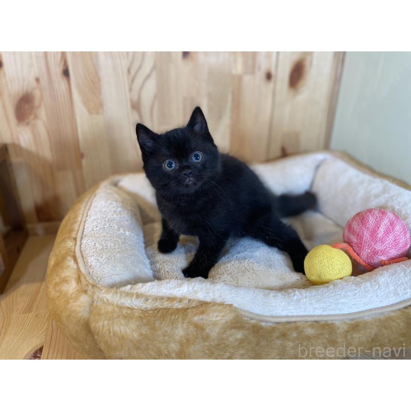 販売中の長野県のマンチカン-131878の4枚目