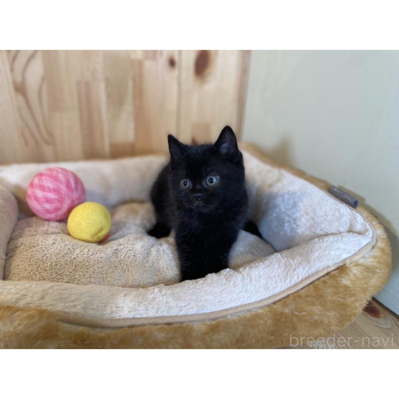 販売中の長野県のマンチカン-131878の3枚目