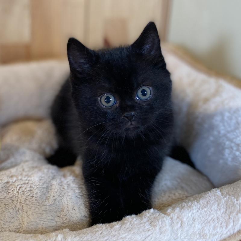 販売中の長野県のマンチカン-131878