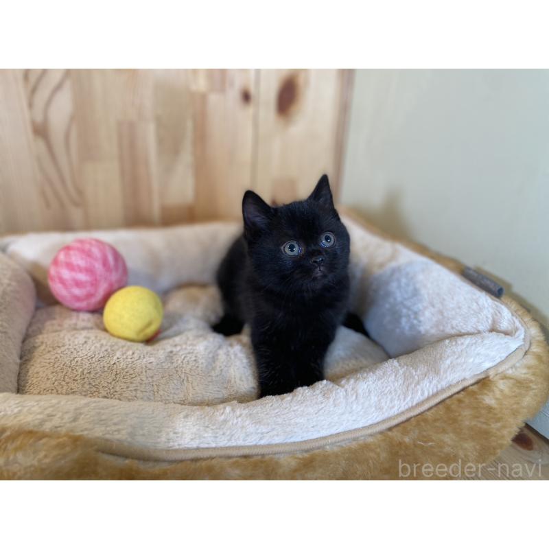 販売中の長野県のマンチカン-131878の2枚目