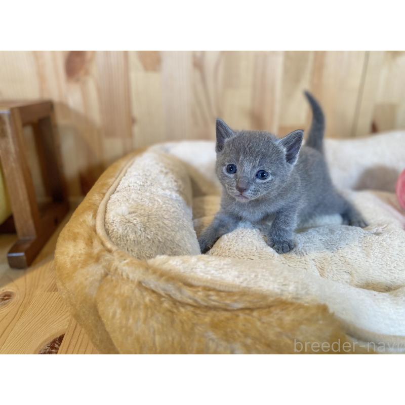 販売中の長野県のロシアンブルー-131879の6枚目