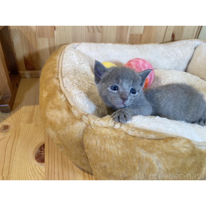 販売中の長野県のロシアンブルー-131879の5枚目