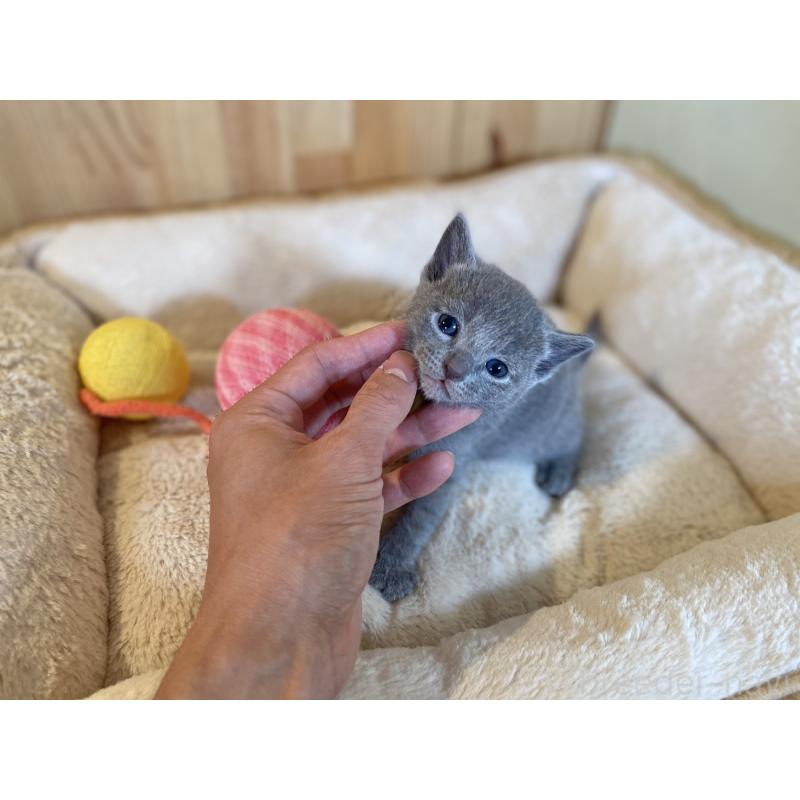 販売中の長野県のロシアンブルー-131879の4枚目