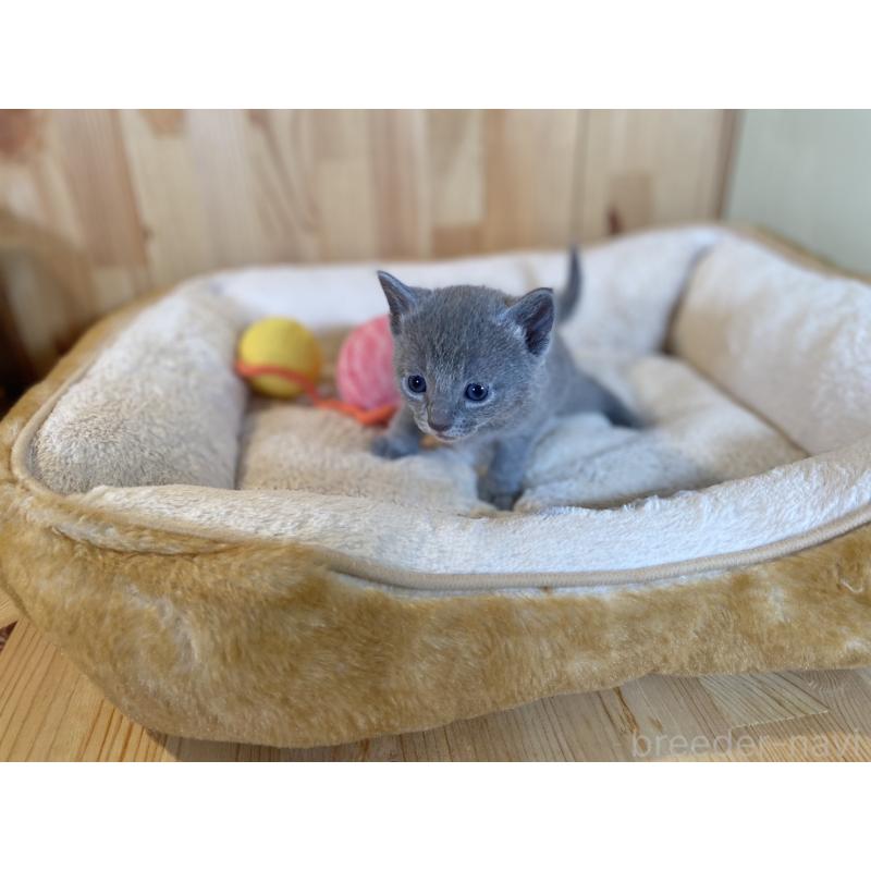 販売中の長野県のロシアンブルー-131879の3枚目