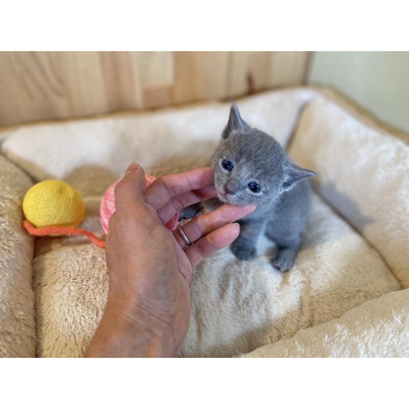 販売中の長野県のロシアンブルー-131879の2枚目