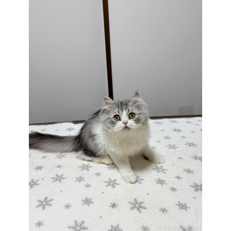 販売中の大阪府のミヌエット-129179の9枚目