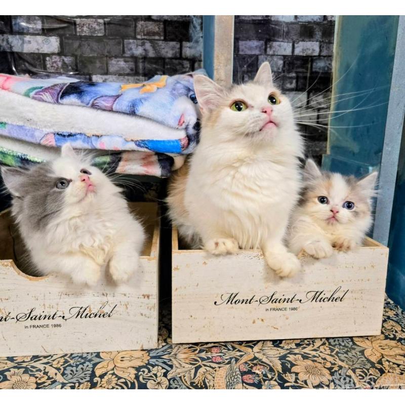 販売中の千葉県のミヌエット-130109の2枚目