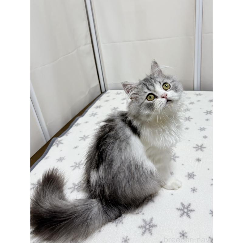 販売中の大阪府のミヌエット-129179の8枚目