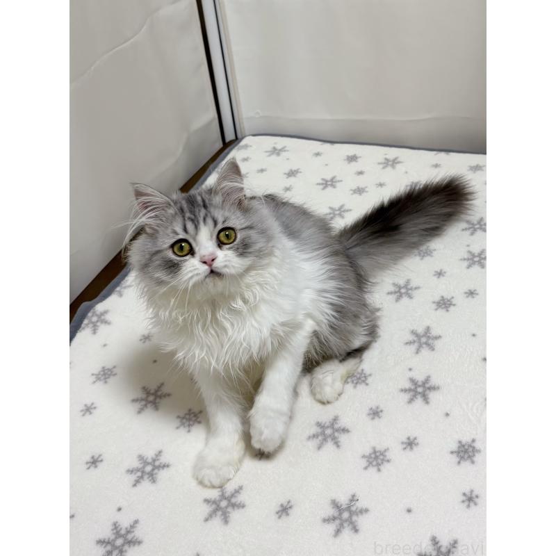 販売中の大阪府のミヌエット-129179の7枚目