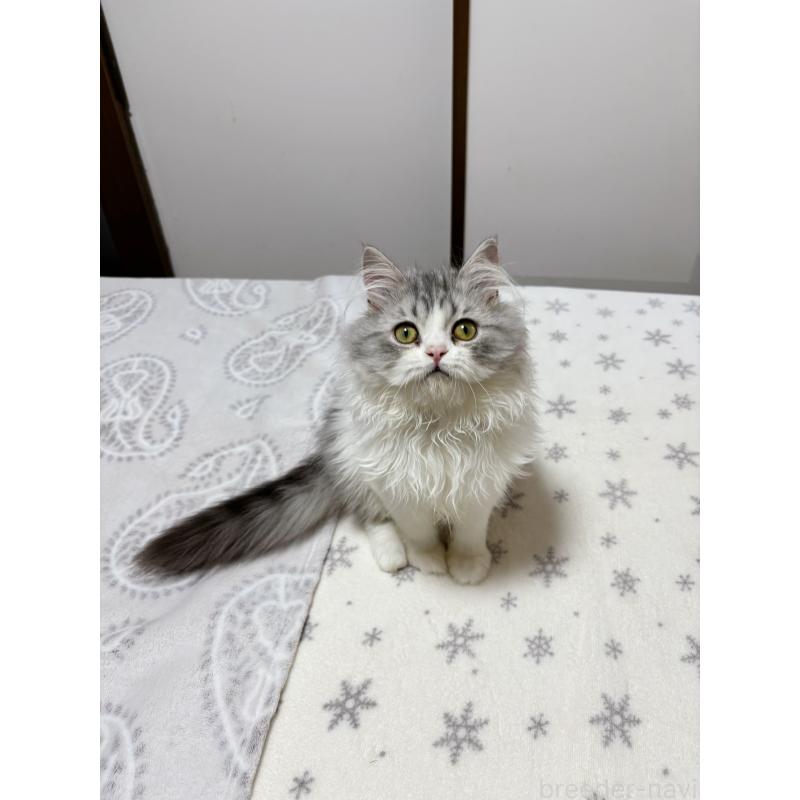 販売中の大阪府のミヌエット-129179の6枚目