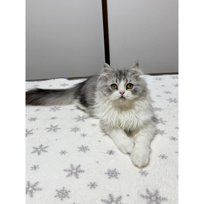 販売中の大阪府のミヌエット-129179の5枚目