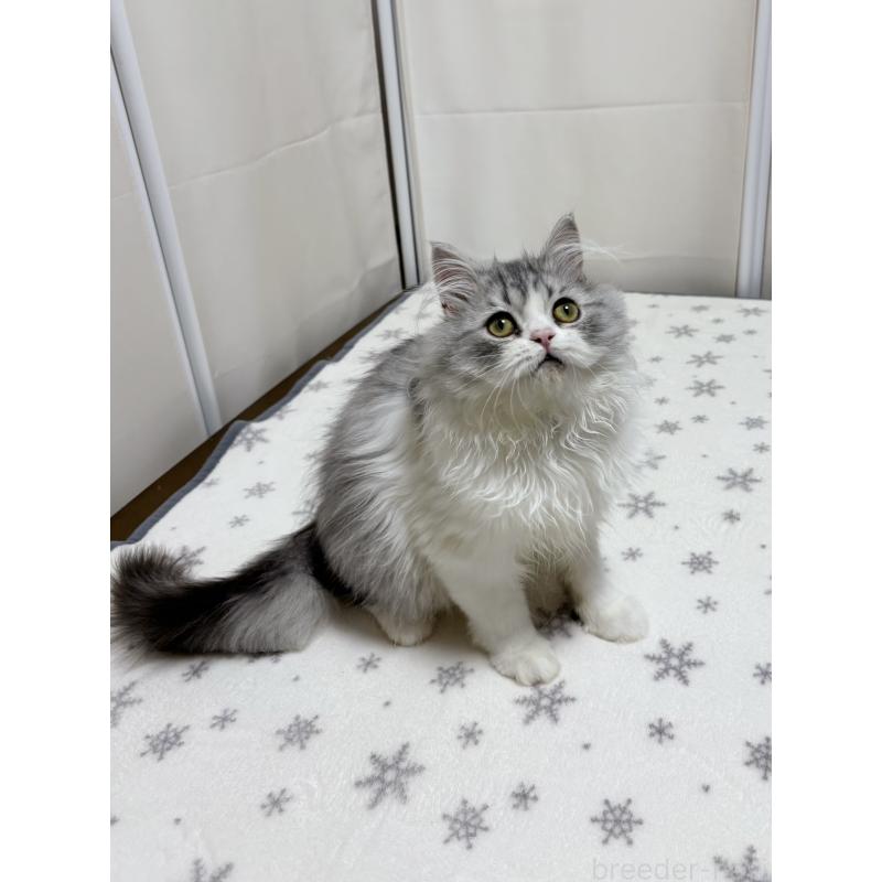 販売中の大阪府のミヌエット-129179の4枚目