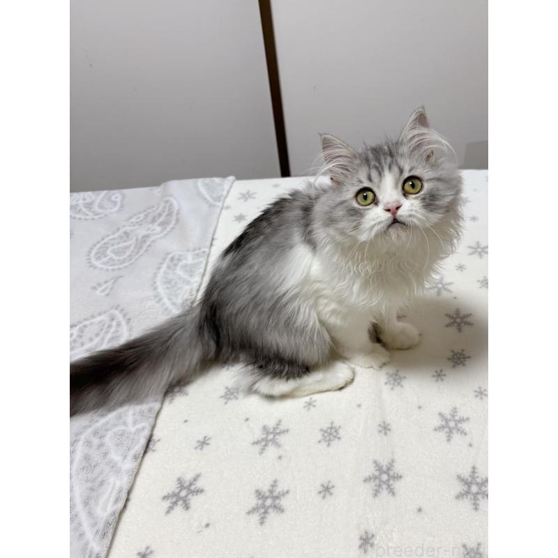 販売中の大阪府のミヌエット-129179の3枚目