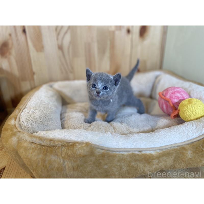 販売中の長野県のロシアンブルー-131880の7枚目