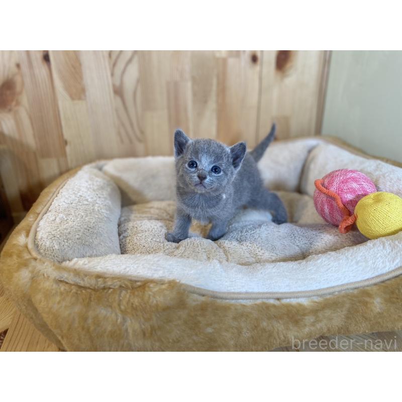 販売中の長野県のロシアンブルー-131880の6枚目