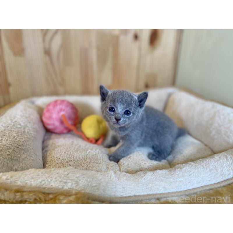 販売中の長野県のロシアンブルー-131880の5枚目