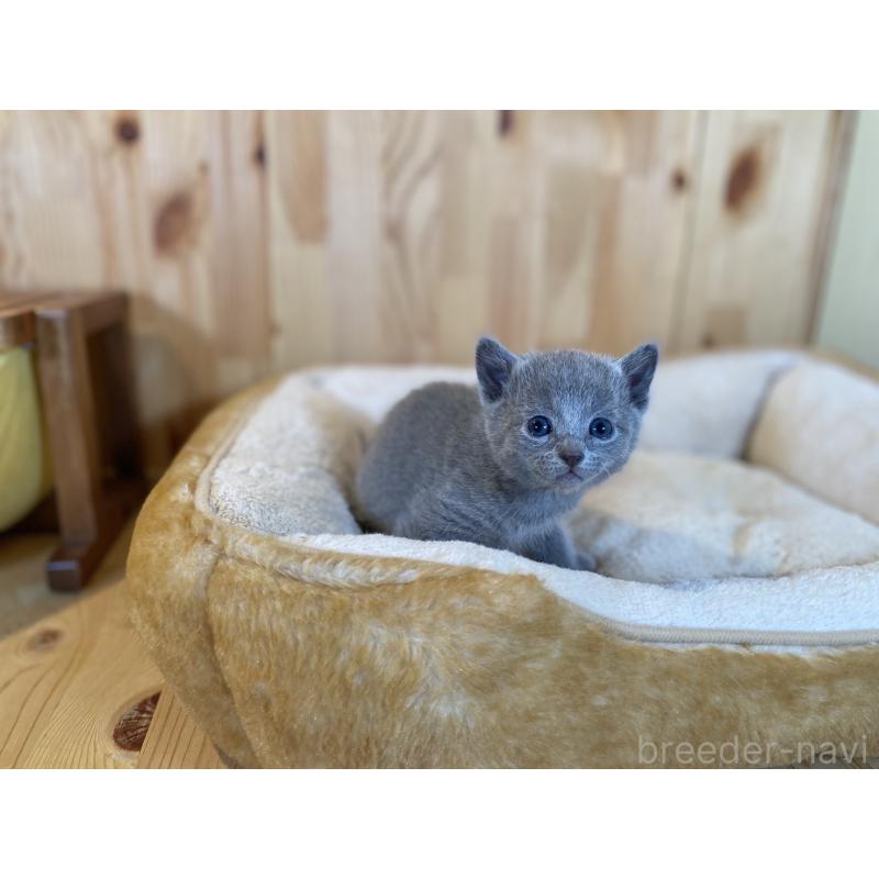 販売中の長野県のロシアンブルー-131880の4枚目