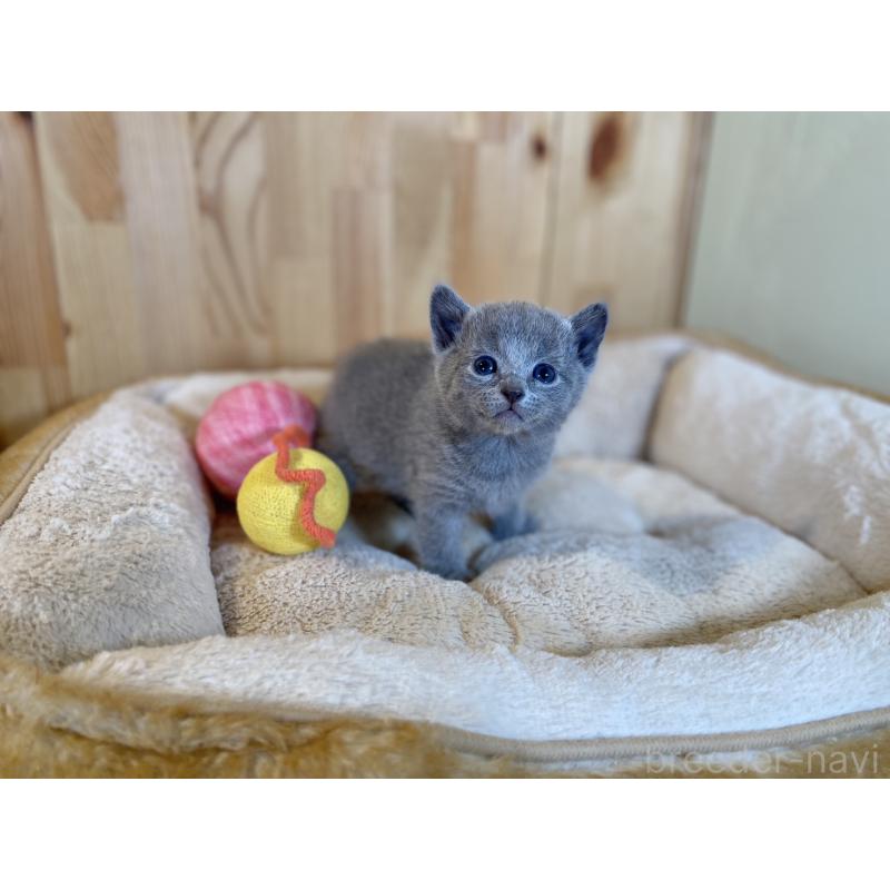 販売中の長野県のロシアンブルー-131880の2枚目