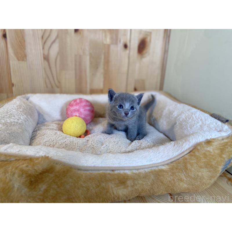 販売中の長野県のロシアンブルー-131881の8枚目