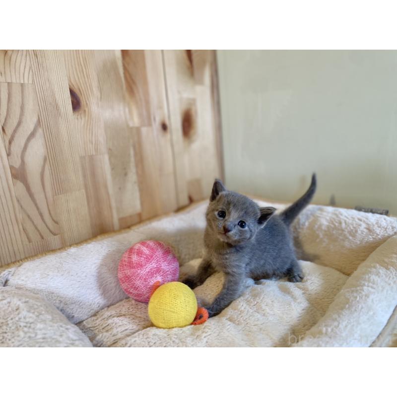 販売中の長野県のロシアンブルー-131881の7枚目