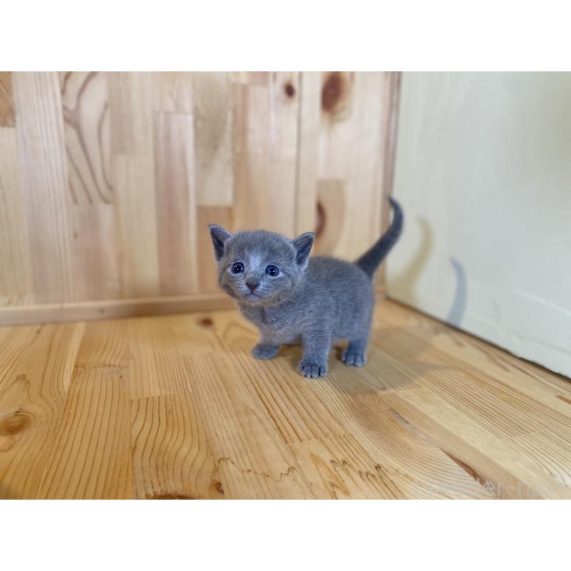 販売中の長野県のロシアンブルー-131881の6枚目