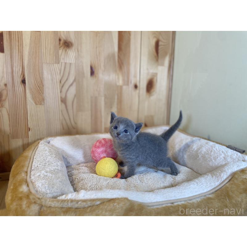 販売中の長野県のロシアンブルー-131881の5枚目