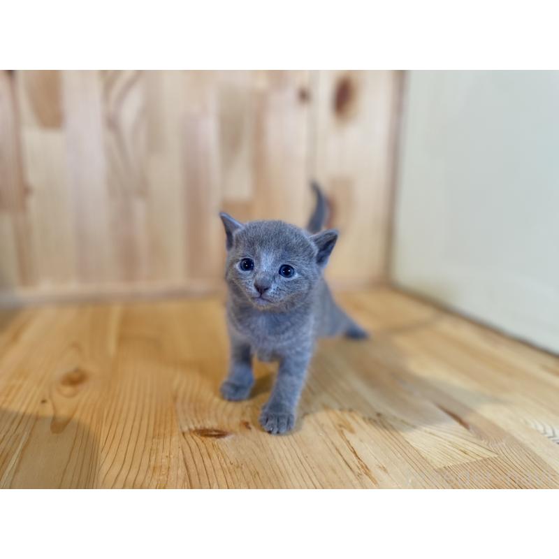 販売中の長野県のロシアンブルー-131881の4枚目