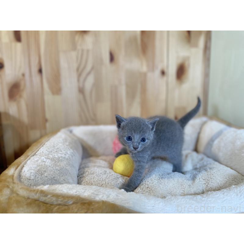 販売中の長野県のロシアンブルー-131881の3枚目