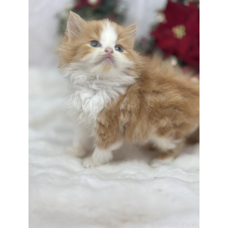 販売中の長野県のスコティッシュフォールド-131882の5枚目