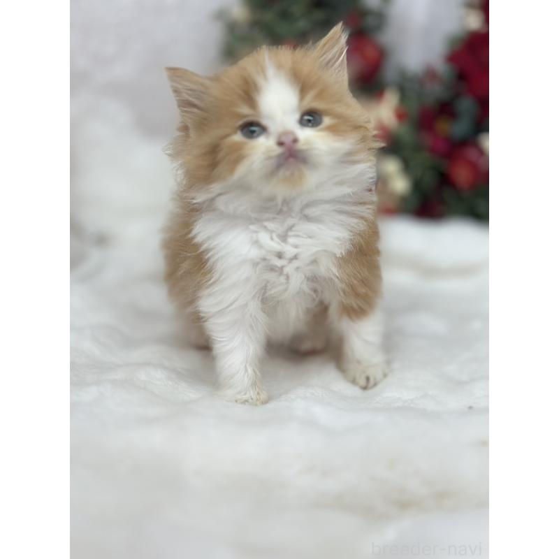 販売中の長野県のスコティッシュフォールド-131882の4枚目