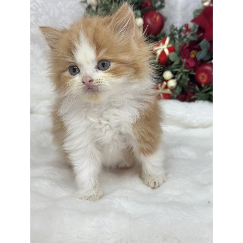 販売中の長野県のスコティッシュフォールド-131882の3枚目