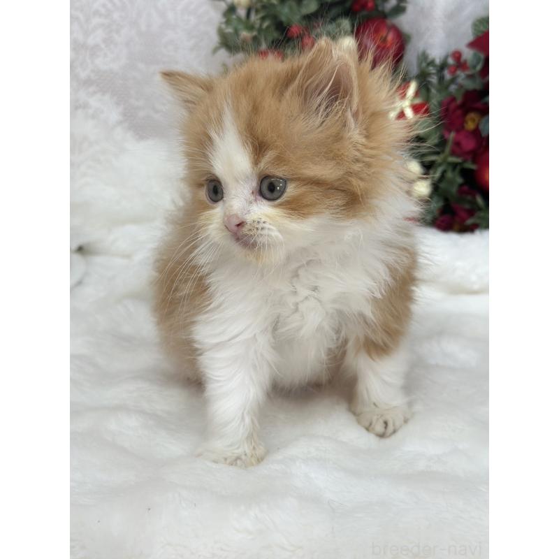 販売中の長野県のスコティッシュフォールド-131882の2枚目