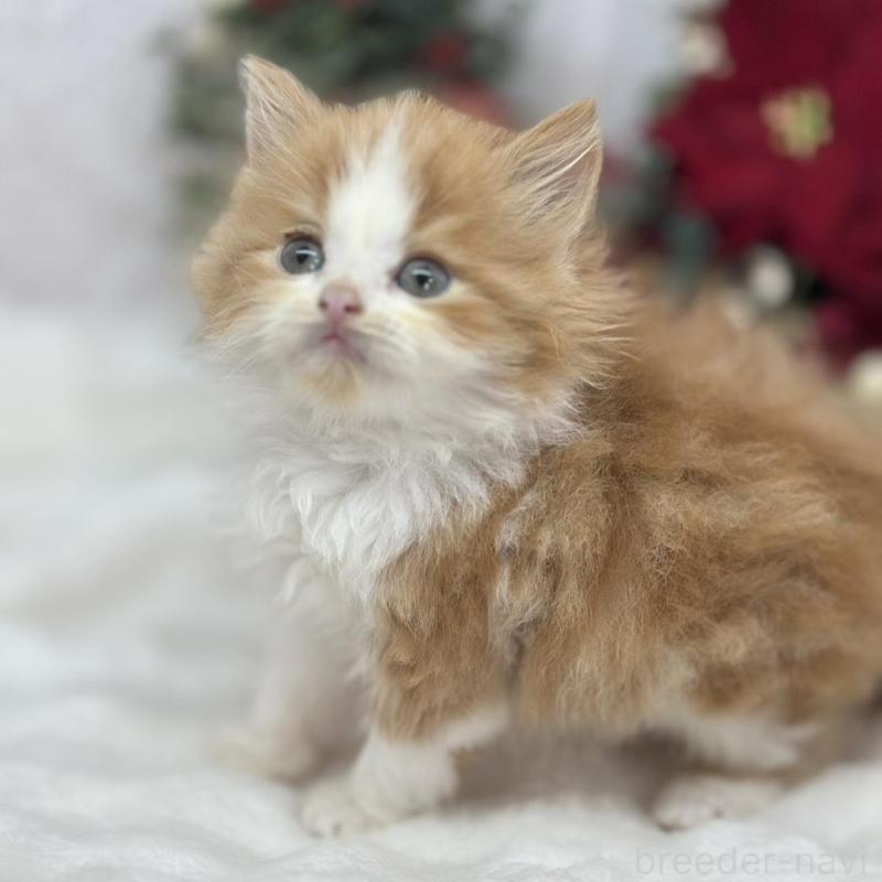 販売中の長野県のスコティッシュフォールド-131882の1枚目