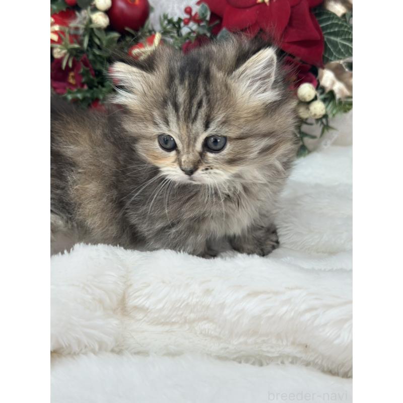 販売中の長野県のミヌエット(短足)-131883の5枚目