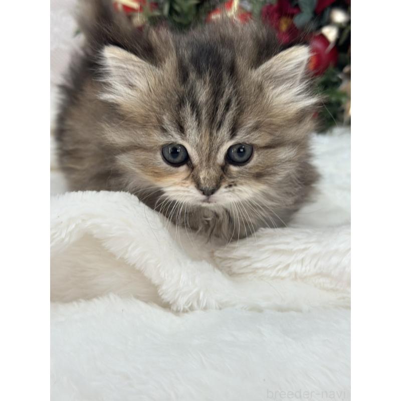 販売中の長野県のミヌエット(短足)-131883の4枚目